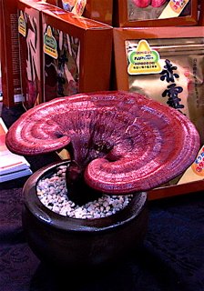 reishi supplements, reishi mushroom benefits, benefits of reishi mushrooms, ganoderma mushroom, herbal adaptogen reishi supplements, reishi mushroom benefits, benefits of reishi mushrooms, ganoderma mushroom, herbal adaptogen