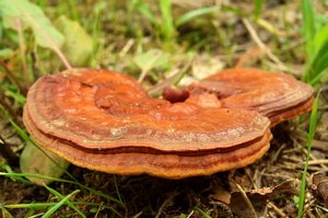 reishi mushroom benefits, benefits of reishi mushrooms, reishi supplements, ganoderma mushroom, herbal adaptogen reishi mushroom benefits, benefits of reishi mushrooms, reishi supplements, ganoderma mushroom, herbal adaptogen