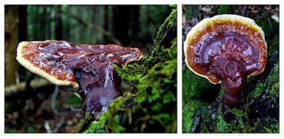 benefits of reishi mushrooms, reishi supplements, reishi mushroom benefits, ganoderma mushroom, benefits of medicinal mushrooms benefits of reishi mushrooms, reishi supplements, reishi mushroom benefits, ganoderma mushroom, benefits of medicinal mushrooms