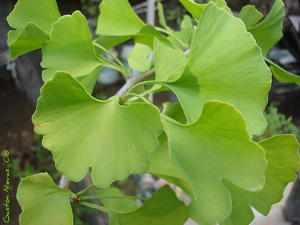 benefits of ginkgo biloba, adaptogenic herbs, herbal adaptogens, 