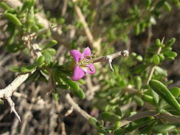 lycium barbarum plants, benefits of goji berry, goji facts, organic goji berries, goji berries benefits