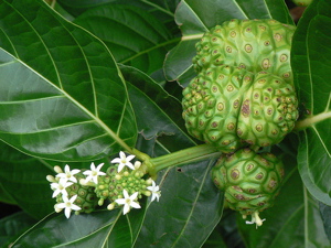 noni berry, noni fruit, live superfoods, centenarian foods