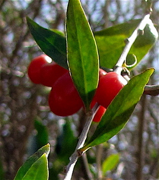 organic goji berries, benefits of goji berry, lycium barbarum plants, goji berries benefits