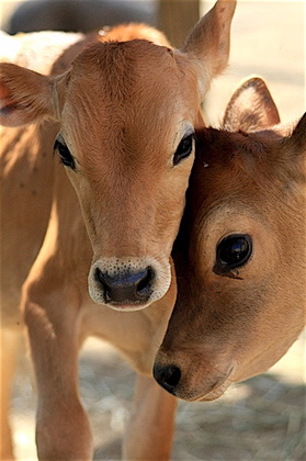 doenças colostro bovino embrapa