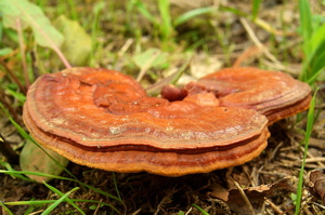 reishi mushroom benefits, benefits of reishi mushrooms, reishi supplements, ganoderma mushroom, herbal adaptogen