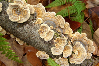 turkey tail mushrooms, benefits of medicinal mushrooms, adaptogenic herbs, herbal adaptogens