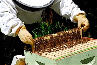 allergic reaction to bee pollen, bee pollen facts, bee pollen benefits, bee pollen for allergies, bee pollen nutrition