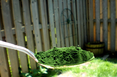 chlorella facts. health benefits of chlorella, detoxing your body, live superfoods
