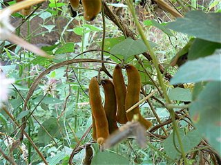 mucuna pruriens, velvet beans, herbal aphrodisiac, mucuna pruriens extract, cowitch