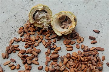 cacao beans, raw cacao, health benefits of chocolate, raw cacao benefits, cacao pod