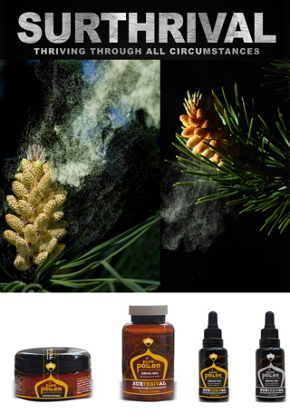 pine pollen powder, pine tree pollen, pine pollen benefits, pine pollen testosterone