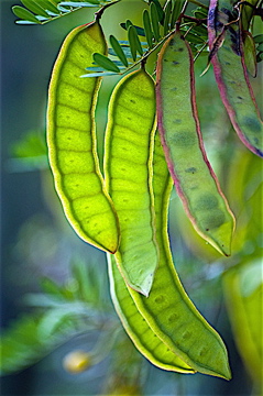 sweet mesquite, mesquite beans, mesquite powder, mesquite tree, live superfoods