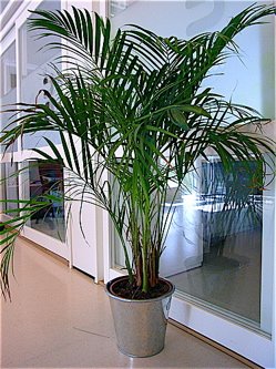 oxygen producing plants, clean air plants, air cleaning plants, air purifying plants