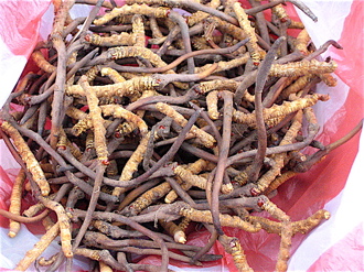 cordyceps fungus, cordyceps sinensis, buy cordyceps, adaptogenic herbs, cordyceps side effects